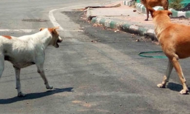 અમદાવાદમાં કૂતરાંનો આતંક, સોલા સિવિલમાં જ ચાલુ વર્ષે 17 હજારથી વધારે કેસ