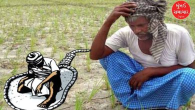 ગુજરાતમાં સતત કમોસમી વરસાદને લીધે ખેતરો નદીમા ફેરવાઈ ગયા છે. મગફળી સહિત મોટાભાગના પાકને ભારે નુકસાન થયું છે. સિઝનનમાં પૂરતો વરસાદ