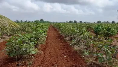 Fig cultivation in Saurashtra