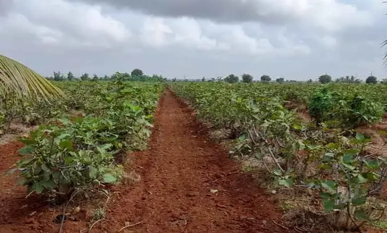 Fig cultivation in Saurashtra
