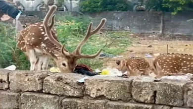 જૂનાગઢમાં હરણ પ્લાસ્ટિક ખાતા હોવાના વીડિયો પર વન વિભાગના પ્રધાન અર્જુન મોઢવાડિયાની સ્પષ્ટતા