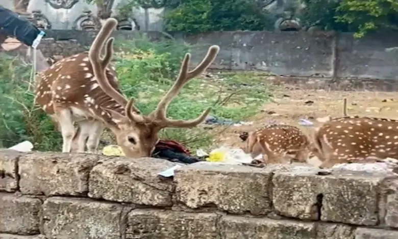 જૂનાગઢમાં હરણ પ્લાસ્ટિક ખાતા હોવાના વીડિયો પર વન વિભાગના પ્રધાન અર્જુન મોઢવાડિયાની સ્પષ્ટતા