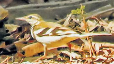 ત્રણ વર્ષ બાદ ફરી દેખાયું કચ્છનું વિરલ પક્ષી વનઘોડો, પક્ષીપ્રેમીઓ રોમાંચિત