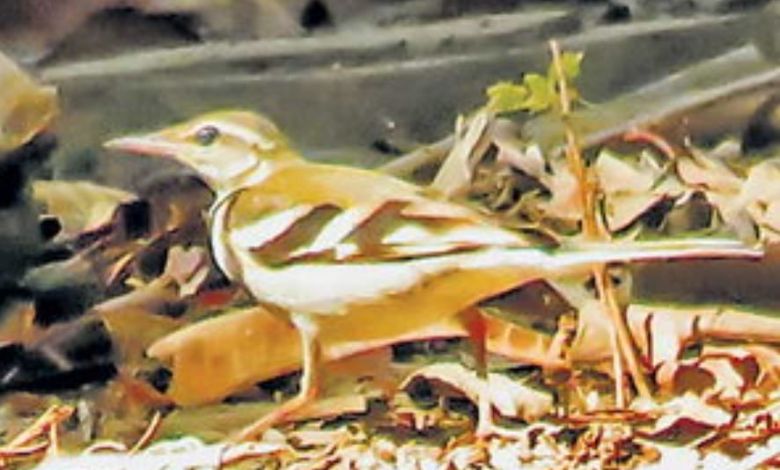 ત્રણ વર્ષ બાદ ફરી દેખાયું કચ્છનું વિરલ પક્ષી વનઘોડો, પક્ષીપ્રેમીઓ રોમાંચિત