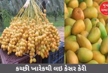 From Kutch Kharek to Kesar Mango: More than 10 GI tag products from Saurashtra - Kutch will be promoted at VGRC