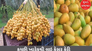 From Kutch Kharek to Kesar Mango: More than 10 GI tag products from Saurashtra - Kutch will be promoted at VGRC