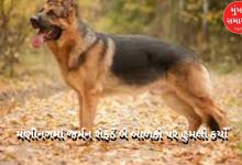 Ahmedabad: German Shepherd attacks two children in New Manning, know the details