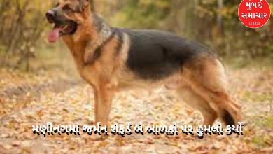 Ahmedabad: German Shepherd attacks two children in New Manning, know the details