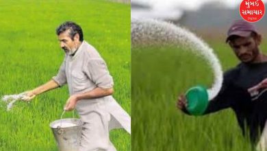 Government clarifies on reports of fertilizer shortage in Gujarat; says 2.08 lakh MT of urea available