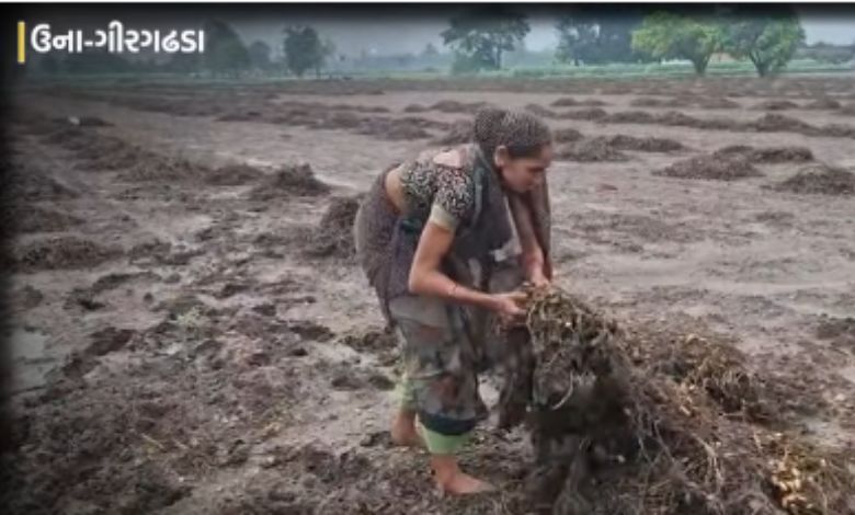 ઊના-ગીરગઢડામાં 'લીલો દુષ્કાળ': રાવલ ડેમના ત્રણ દરવાજા ખોલાતા જળબંબાકાર, 16 ગામો અસરગ્રસ્ત