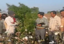 Police raid uncovers hidden ganja plantation under cotton crops in Khitla village, Sayla taluka.
