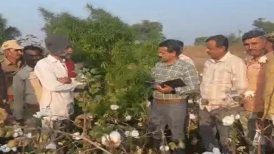 Police raid uncovers hidden ganja plantation under cotton crops in Khitla village, Sayla taluka.