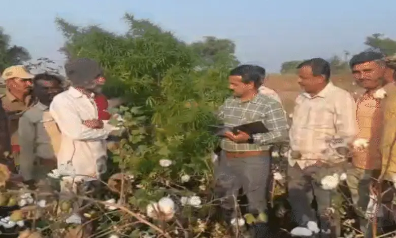 Police raid uncovers hidden ganja plantation under cotton crops in Khitla village, Sayla taluka.