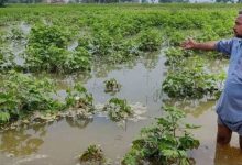 ગુજરાતના ખેતીપાકને રૂ. ૫,૦૦૦ કરોડથી વધુનું નુકસાન; ગુજરાત સરકારે કેન્દ્ર પાસે માંગ્યું વિશેષ સહાય પેકેજ