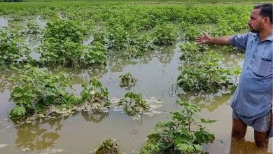 ગુજરાતના ખેતીપાકને રૂ. ૫,૦૦૦ કરોડથી વધુનું નુકસાન; ગુજરાત સરકારે કેન્દ્ર પાસે માંગ્યું વિશેષ સહાય પેકેજ