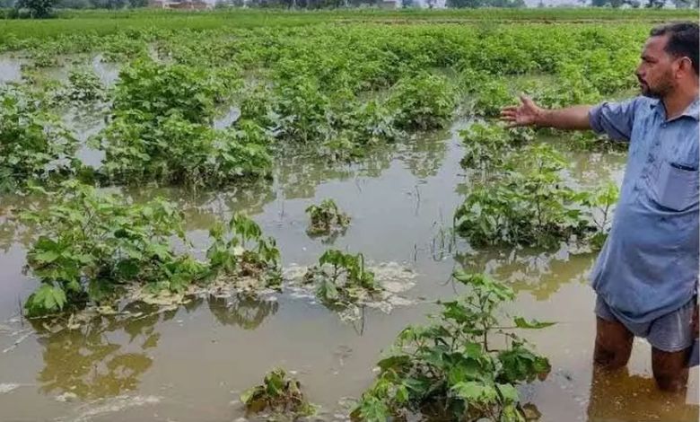 ગુજરાતના ખેતીપાકને રૂ. ૫,૦૦૦ કરોડથી વધુનું નુકસાન; ગુજરાત સરકારે કેન્દ્ર પાસે માંગ્યું વિશેષ સહાય પેકેજ