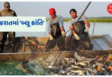 ગુજરાતનો દરિયાકાંઠો બન્યો 'બ્લૂ ઇકોનોમી'નું પાવરહાઉસ: વાર્ષિક ૧૦.૪૨ લાખ મે. ટનથી વધુ મત્સ્ય ઉત્પાદન ગુજરાત દરિયાઈ મત્સ્ય ઉત્પાદનમાં દેશમાં બીજા ક્રમે અને કુલ મત્સ્ય ઉત્પાદનમાં છઠ્ઠા ક્રમે