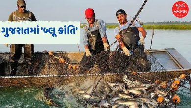 ગુજરાતનો દરિયાકાંઠો બન્યો 'બ્લૂ ઇકોનોમી'નું પાવરહાઉસ: વાર્ષિક ૧૦.૪૨ લાખ મે. ટનથી વધુ મત્સ્ય ઉત્પાદન ગુજરાત દરિયાઈ મત્સ્ય ઉત્પાદનમાં દેશમાં બીજા ક્રમે અને કુલ મત્સ્ય ઉત્પાદનમાં છઠ્ઠા ક્રમે