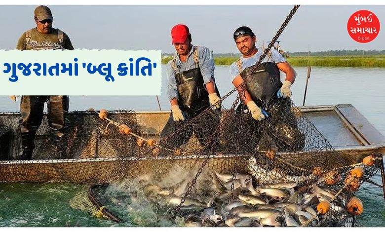 ગુજરાતનો દરિયાકાંઠો બન્યો 'બ્લૂ ઇકોનોમી'નું પાવરહાઉસ: વાર્ષિક ૧૦.૪૨ લાખ મે. ટનથી વધુ મત્સ્ય ઉત્પાદન ગુજરાત દરિયાઈ મત્સ્ય ઉત્પાદનમાં દેશમાં બીજા ક્રમે અને કુલ મત્સ્ય ઉત્પાદનમાં છઠ્ઠા ક્રમે