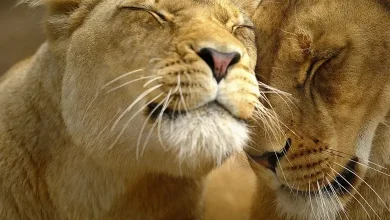 સમલૈંગિક ઘેટાંનું ઊન અને જર્મન ડિઝાઈનર ઇકેલ શ્મિટનું કલેક્શન