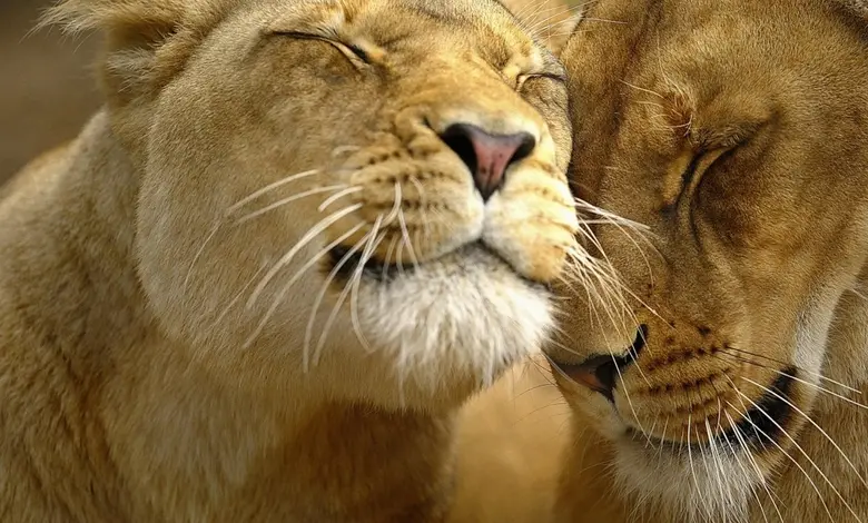 સમલૈંગિક ઘેટાંનું ઊન અને જર્મન ડિઝાઈનર ઇકેલ શ્મિટનું કલેક્શન