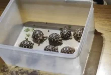 ઇન્સ્ટાગ્રામ પર 'અમદાવાદ ડૉગ લવર્સ' ગ્રુપ દ્વારા ગેરકાયદેસર રીતે કાચબાની તસ્કરી કરતા પકડાયેલા ચાર આરોપીઓ અને જપ્ત કરાયેલા કાચબાઓનો ફોટો.