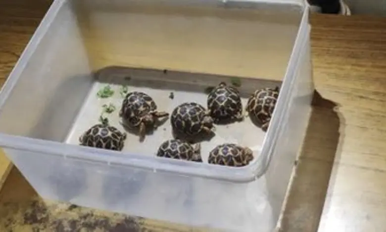 ઇન્સ્ટાગ્રામ પર 'અમદાવાદ ડૉગ લવર્સ' ગ્રુપ દ્વારા ગેરકાયદેસર રીતે કાચબાની તસ્કરી કરતા પકડાયેલા ચાર આરોપીઓ અને જપ્ત કરાયેલા કાચબાઓનો ફોટો.