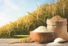 ખરીફ મોસમમાં વિક્રમ ચોખા ઉત્પાદન અને કઠોળ-તેલીબિયાંના ઘટેલા ઉત્પાદન દર્શાવતો ભારતીય પાકનો ગ્રાફિક.