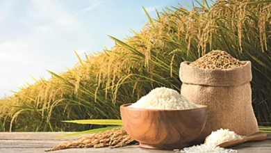 ખરીફ મોસમમાં વિક્રમ ચોખા ઉત્પાદન અને કઠોળ-તેલીબિયાંના ઘટેલા ઉત્પાદન દર્શાવતો ભારતીય પાકનો ગ્રાફિક.