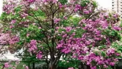 કોવિદર (કંચનાર) વૃક્ષ, ઘરમાં ધન-સમૃદ્ધિ માટે યોગ્ય વાસ્તુ દિશા અને નિયમો.