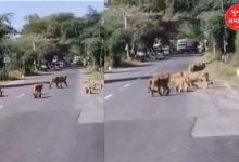 સાસણ ગીર હાઈવે પર ૧૦ સિંહોનો પરિવાર આરામથી ચાલી રહ્યો છે, વાણિયાવાવ વિસ્તાર