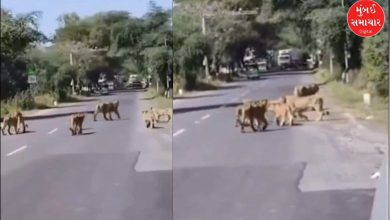 સાસણ ગીર હાઈવે પર ૧૦ સિંહોનો પરિવાર આરામથી ચાલી રહ્યો છે, વાણિયાવાવ વિસ્તાર