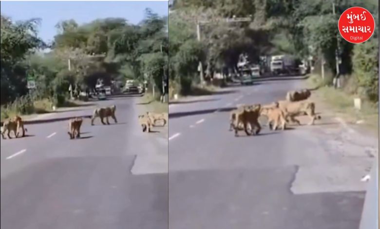 સાસણ ગીર હાઈવે પર ૧૦ સિંહોનો પરિવાર આરામથી ચાલી રહ્યો છે, વાણિયાવાવ વિસ્તાર