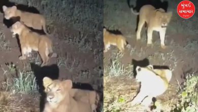 ગીર ગઢડા જામવાળા રોડ પર રાત્રે લટાર મારતો સિંહ પરિવાર (બે સિંહણ અને ત્રણ સિંહબાળ)