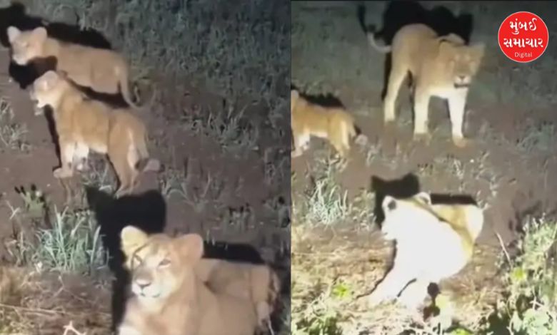 ગીર ગઢડા જામવાળા રોડ પર રાત્રે લટાર મારતો સિંહ પરિવાર (બે સિંહણ અને ત્રણ સિંહબાળ)