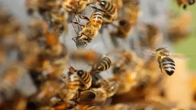 મુંદરાના નીલકંઠ મહાદેવ મંદિરના પ્રાંગણમાં મધમાખીઓના હુમલા બાદ ભાગદોડ અને સારવાર