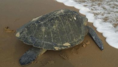 ઓડિશામાં સાત મહિના માટે દરિયાઈ માછીમારી પ્રતિબંધ: આ લુપ્તપ્રાય કાચબાના સંરક્ષણ માટે લેવાયો નિર્ણય