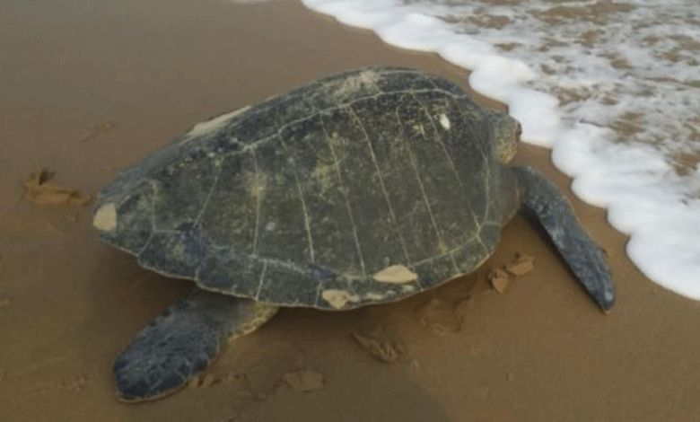 ઓડિશામાં સાત મહિના માટે દરિયાઈ માછીમારી પ્રતિબંધ: આ લુપ્તપ્રાય કાચબાના સંરક્ષણ માટે લેવાયો નિર્ણય