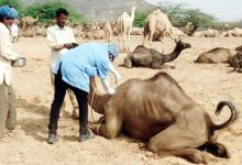 અલ-કાયદાના આતંકીઓ પર NIAની મોટી કાર્યવાહી: ગુજરાત સહિત પાંચ રાજ્યોમાં દરોડા, બાંગ્લાદેશીઓ રડાર પર