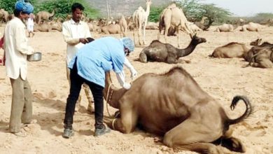 અલ-કાયદાના આતંકીઓ પર NIAની મોટી કાર્યવાહી: ગુજરાત સહિત પાંચ રાજ્યોમાં દરોડા, બાંગ્લાદેશીઓ રડાર પર