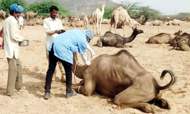 અલ-કાયદાના આતંકીઓ પર NIAની મોટી કાર્યવાહી: ગુજરાત સહિત પાંચ રાજ્યોમાં દરોડા, બાંગ્લાદેશીઓ રડાર પર