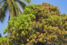 Farmers in Gujarat suffer heavy crop loss after unexpected October rains.