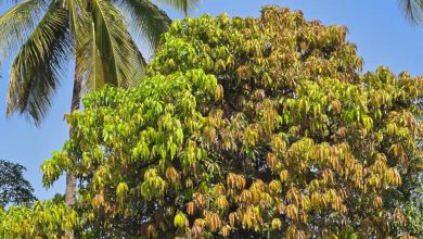Farmers in Gujarat suffer heavy crop loss after unexpected October rains.