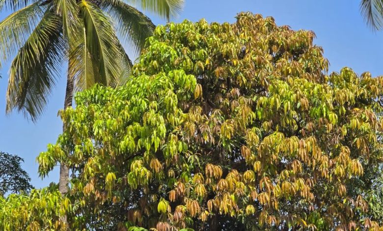 Farmers in Gujarat suffer heavy crop loss after unexpected October rains.