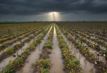 October in Gujarat breaks 24-year record! Rainfall 5 times more than normal, highest in Saurashtra