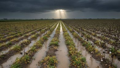 October in Gujarat breaks 24-year record! Rainfall 5 times more than normal, highest in Saurashtra