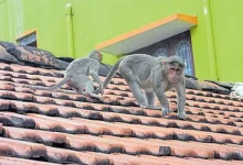 માનવ વસાહતો નજીક મુશ્કેલી ઊભી કરનારા વાંદરાને પકડીને જંગલમાં છોડવામાં આવી રહ્યો છે.