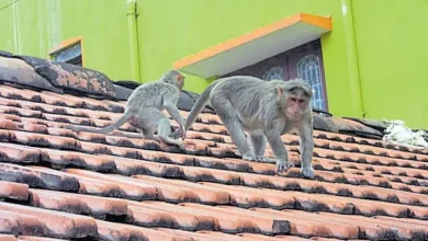 માનવ વસાહતો નજીક મુશ્કેલી ઊભી કરનારા વાંદરાને પકડીને જંગલમાં છોડવામાં આવી રહ્યો છે.