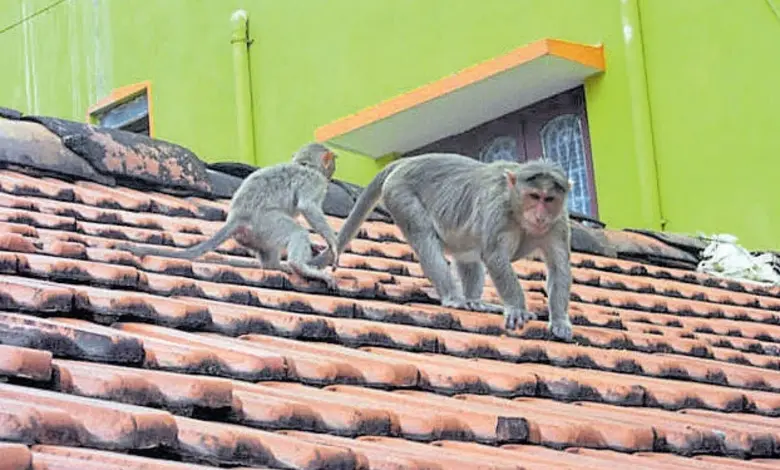 માનવ વસાહતો નજીક મુશ્કેલી ઊભી કરનારા વાંદરાને પકડીને જંગલમાં છોડવામાં આવી રહ્યો છે.