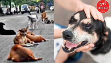 Rules to follow to keep a pet dog in Gandhinagar: Know which 14 rules you have to follow?